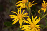 Lynn Haven goldenaster